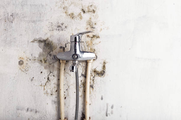 Best Local Mold Removal Service  in Pioneer, CA