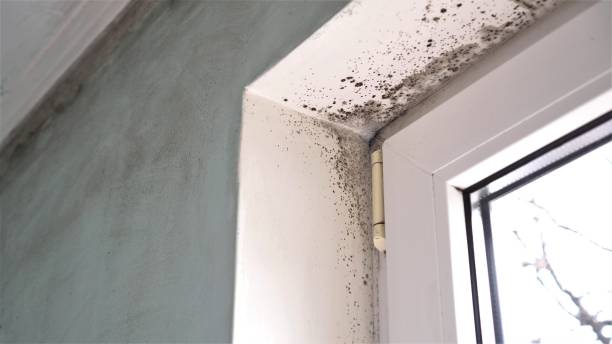 Mold Testing and Removal in Pioneer, CA