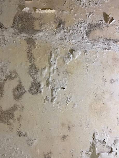 Best Mold Testing and Removal  in Pioneer, CA