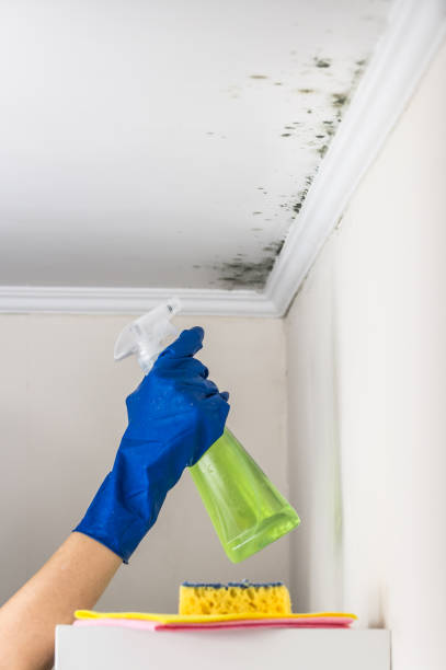 Attic Mold Removal in Pioneer, CA