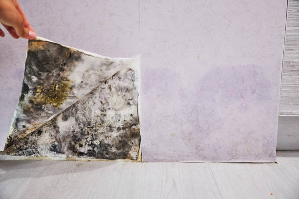 Best Affordable Mold Removal  in Pioneer, CA
